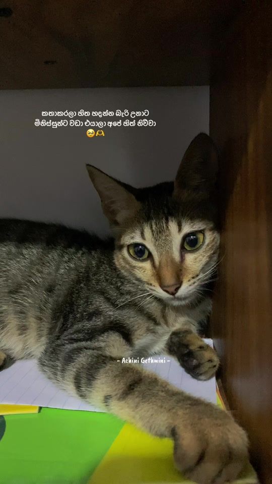 TikTok video thumbnail by achini_gethmini