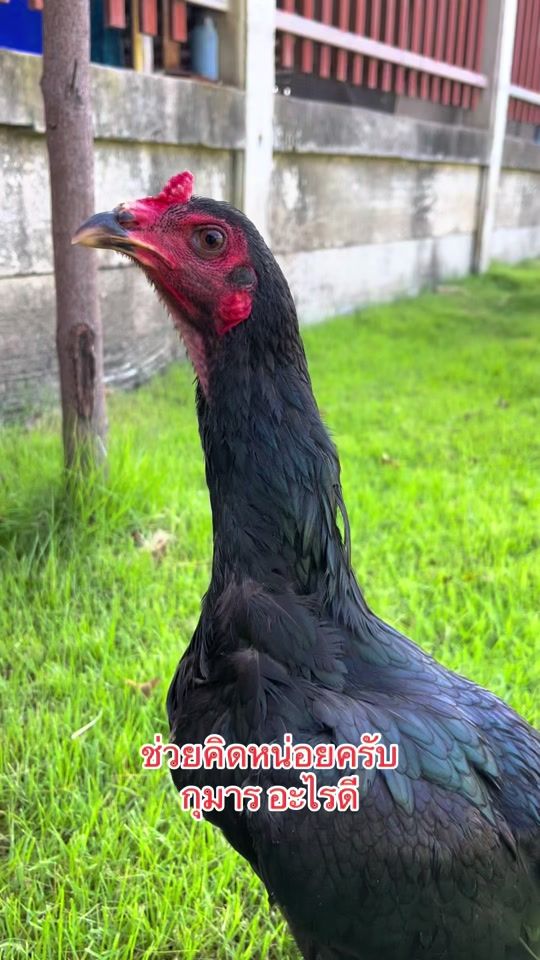 TikTok video thumbnail by jetsadadk