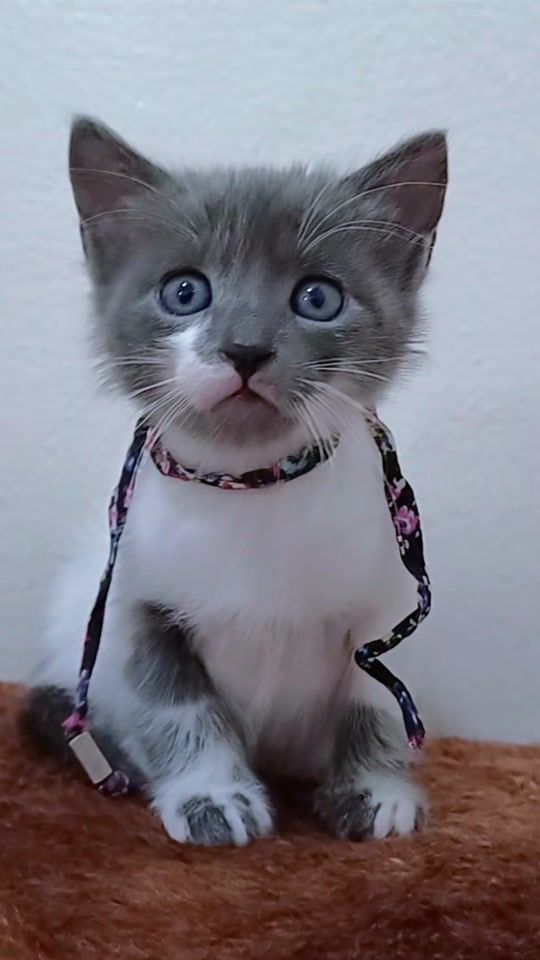 TikTok video thumbnail by rajaaramzi