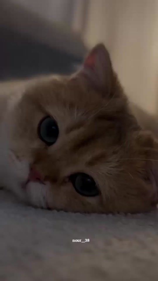 TikTok video thumbnail by nour__38