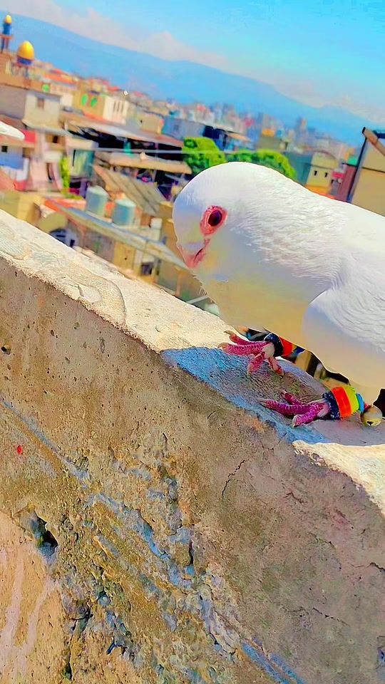 TikTok video thumbnail by abo_docar