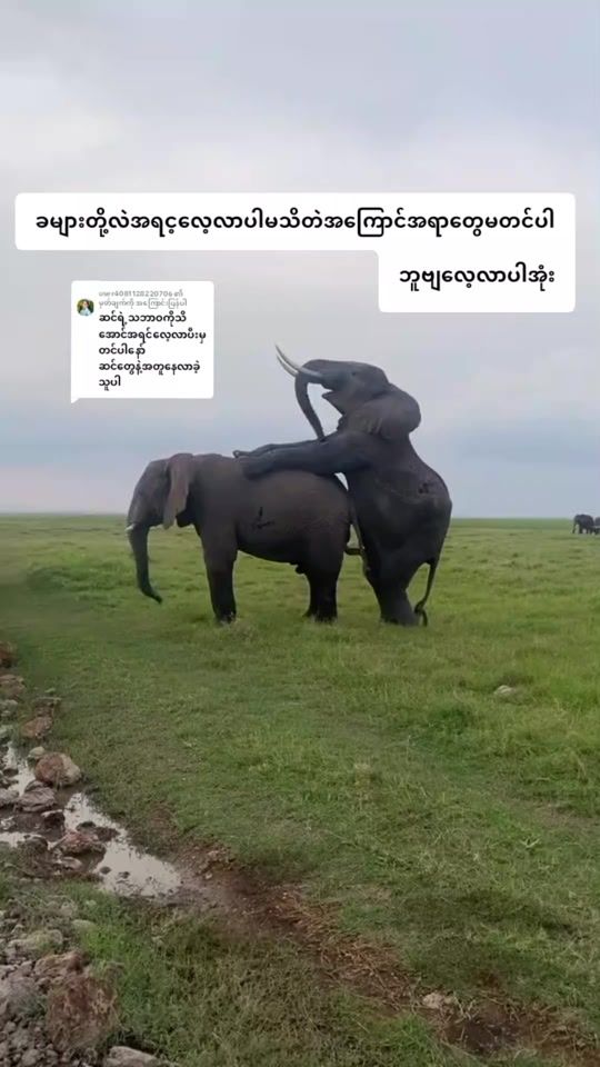 TikTok video thumbnail by wildking59