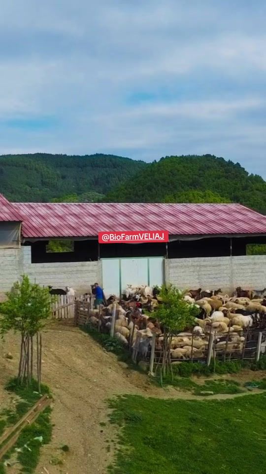 TikTok video thumbnail by dritan.koroveshaj