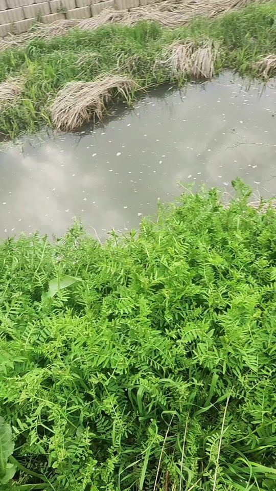 TikTok video thumbnail by kobatsomphou