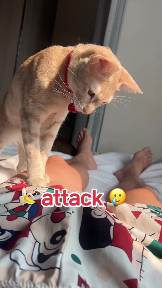 TikTok video thumbnail by daivttt