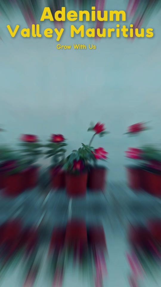 TikTok video thumbnail by adeniumvalley