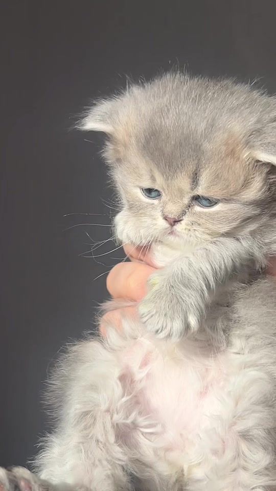 TikTok video thumbnail by britishcats.ge