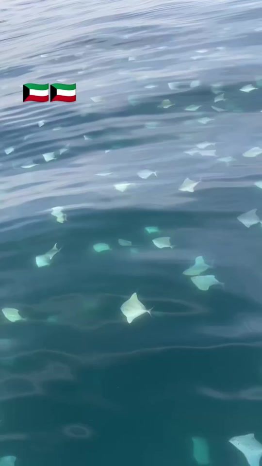 TikTok video thumbnail by khaled._.4280
