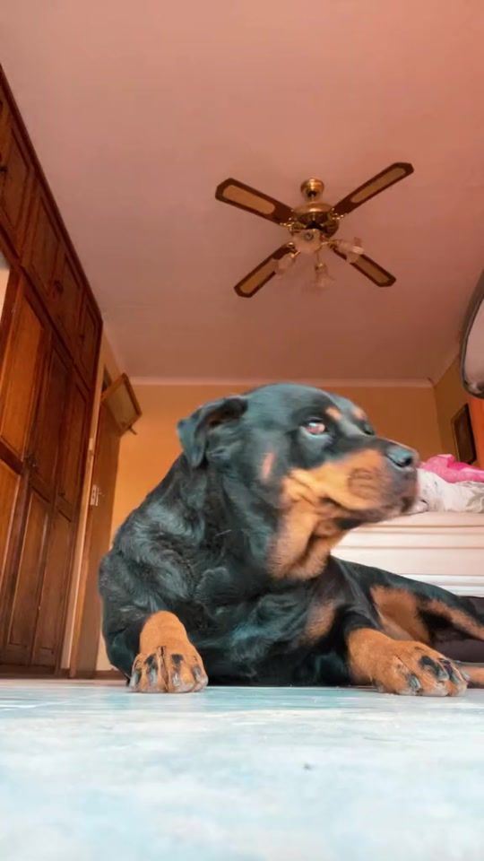 TikTok video thumbnail by leecolinvanwyk
