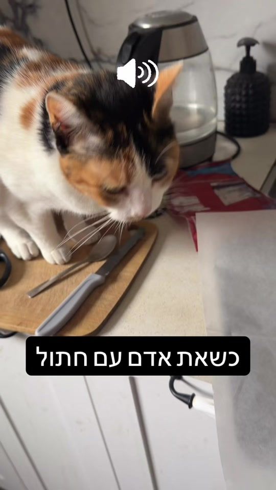 TikTok video thumbnail by ofirsgerski