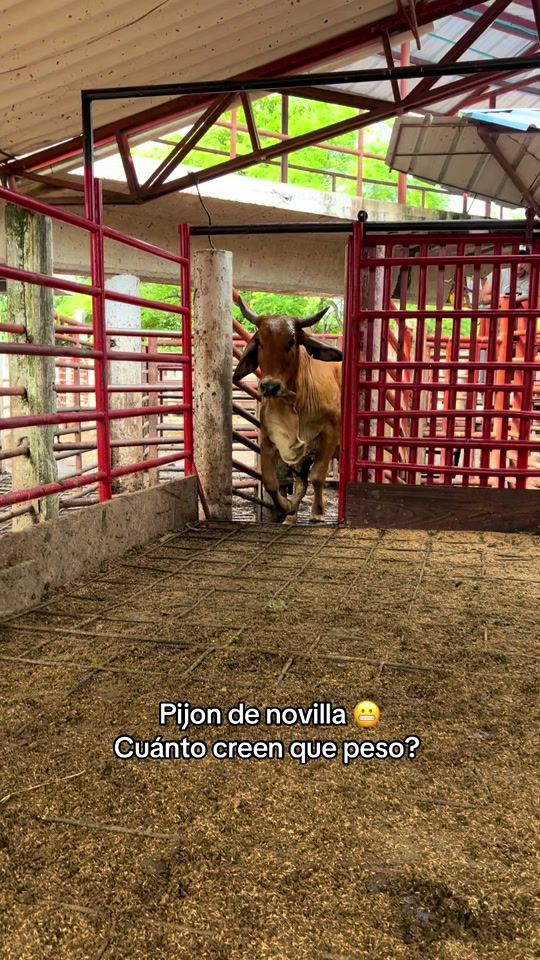 TikTok video thumbnail by jhonatancastillo_22