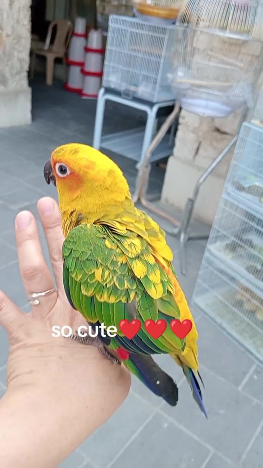 TikTok video thumbnail by palomajulia08