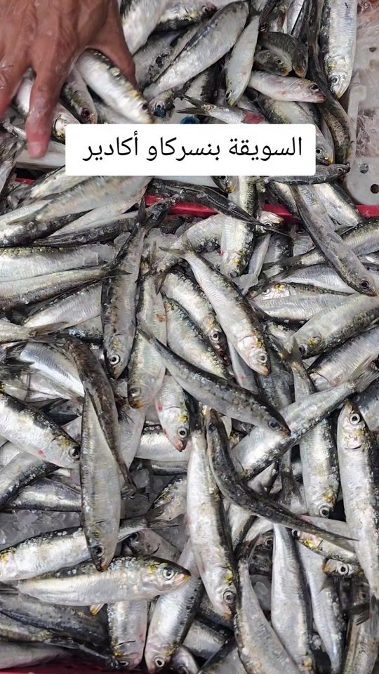 TikTok video thumbnail by benserga.agadir