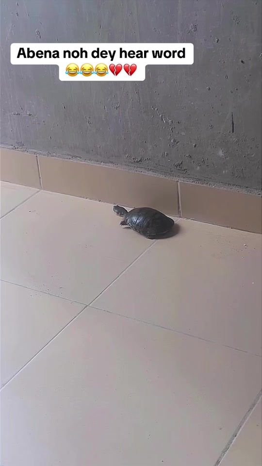 TikTok video thumbnail by abena_kunu