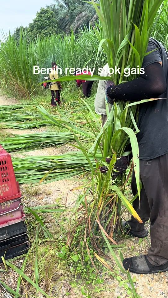 TikTok video thumbnail by napier.besut