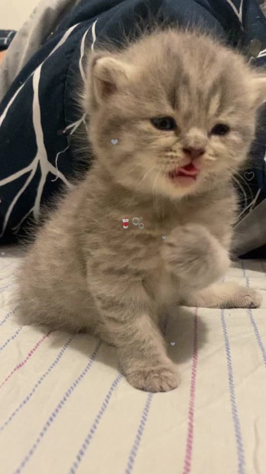 TikTok video thumbnail by sikatsicat21