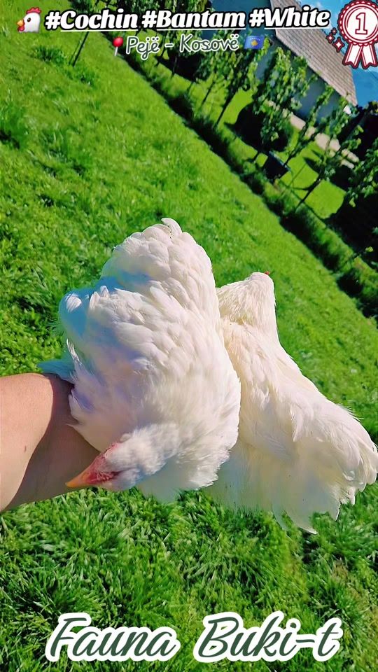 TikTok video thumbnail by fauna_bukit