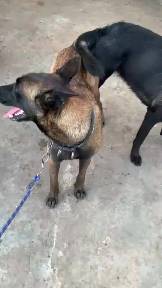 TikTok video thumbnail by dognation_sn