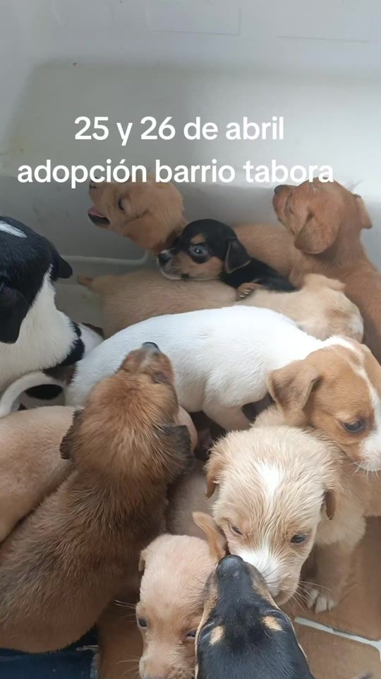 TikTok video thumbnail by solcaninosibateoficial