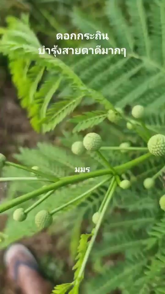 TikTok video thumbnail by addean72