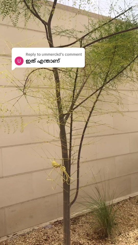 TikTok video thumbnail by shafeel4