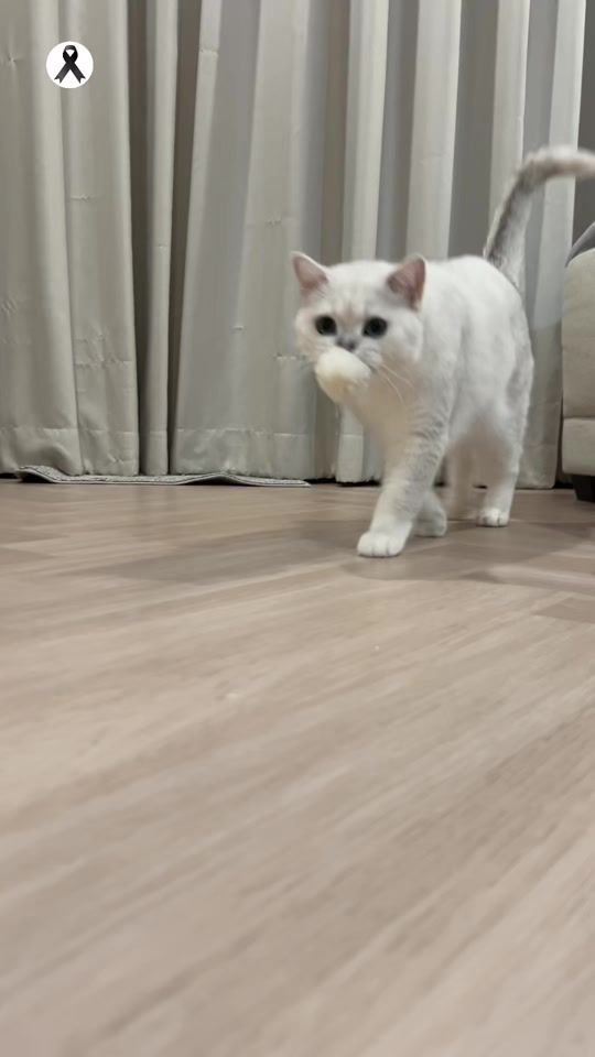 TikTok video thumbnail by kimbapcat