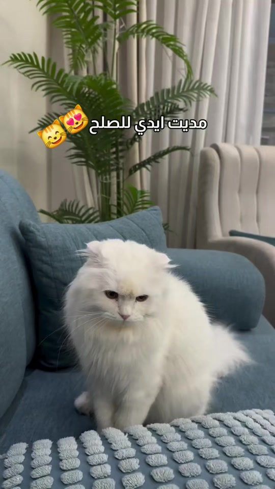 TikTok video thumbnail by hanadehindawe