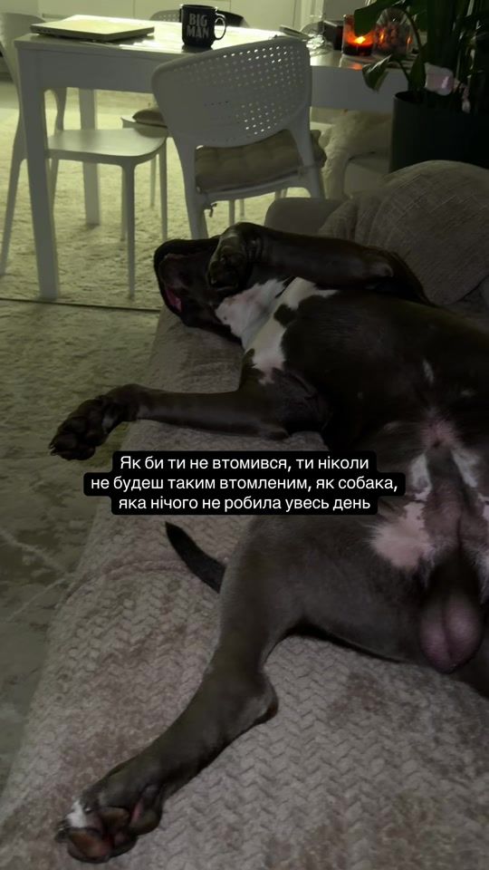 TikTok video thumbnail by pluton_amstaff