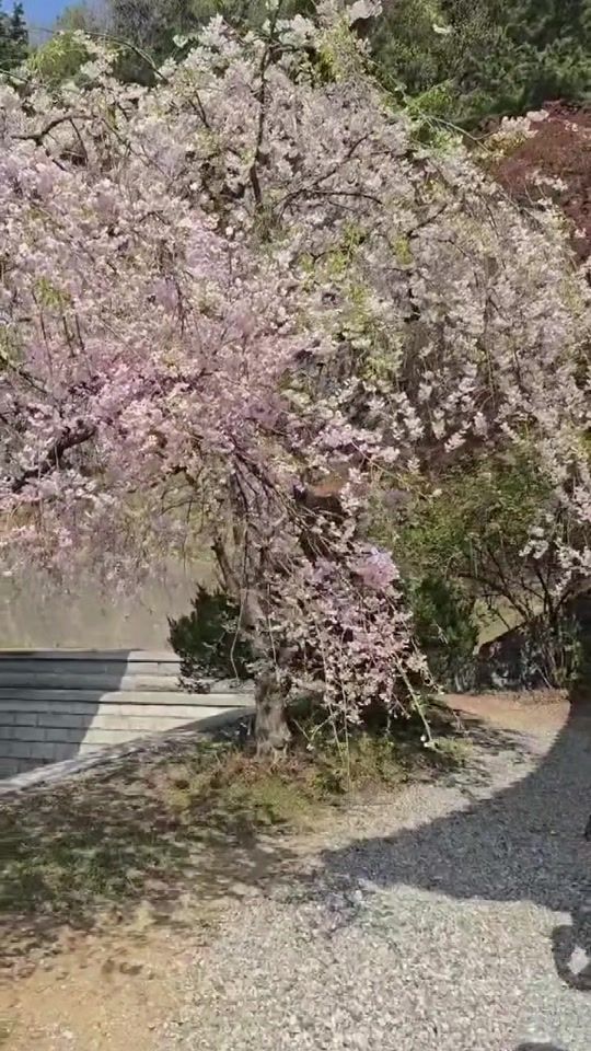 TikTok video thumbnail by ontie6011song