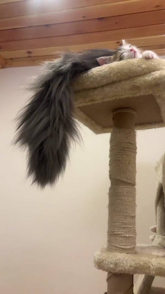 TikTok video thumbnail by kelso2025