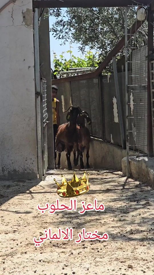 TikTok video thumbnail by alalmane745