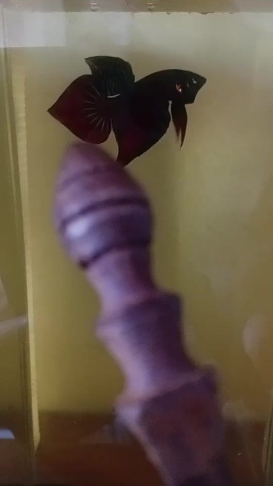 TikTok video thumbnail by mana59747