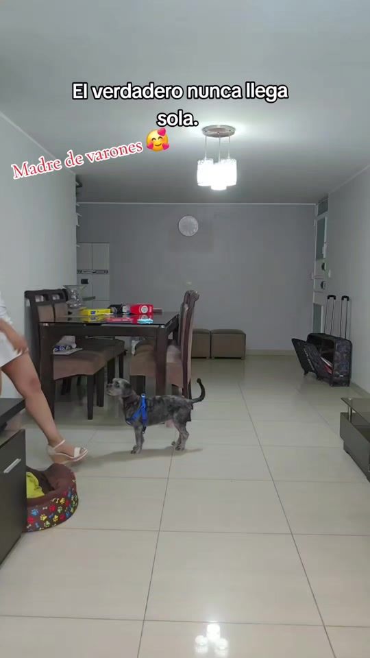 TikTok video thumbnail by pgyf.com