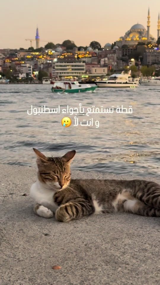 TikTok video thumbnail by turkey_with_dado