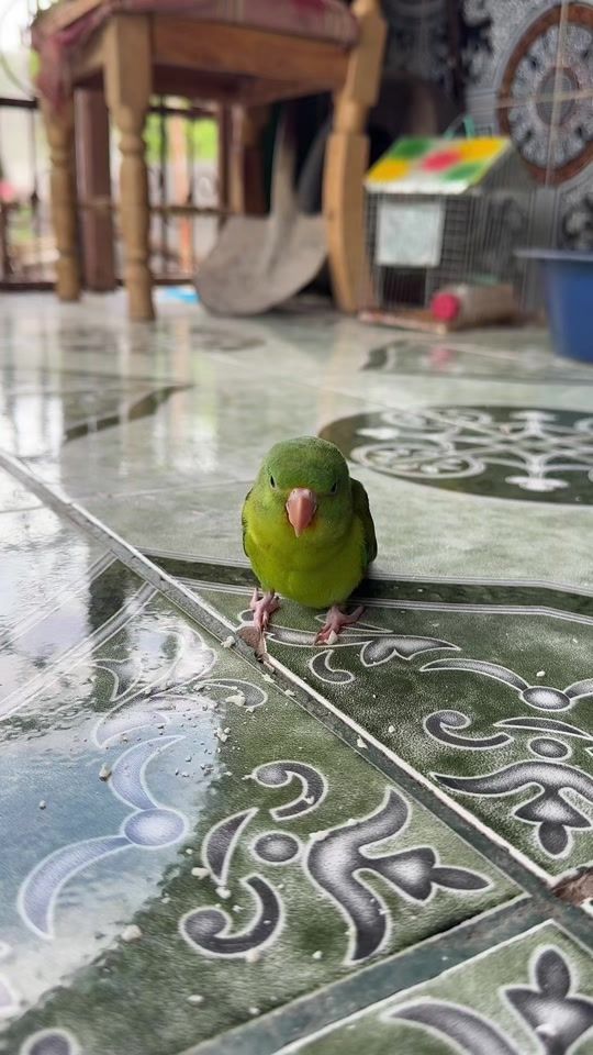 TikTok video thumbnail by yess.diaz04