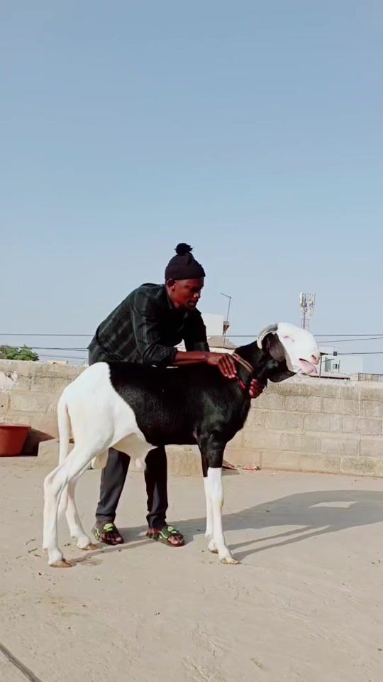 TikTok video thumbnail by soldaroufallou12