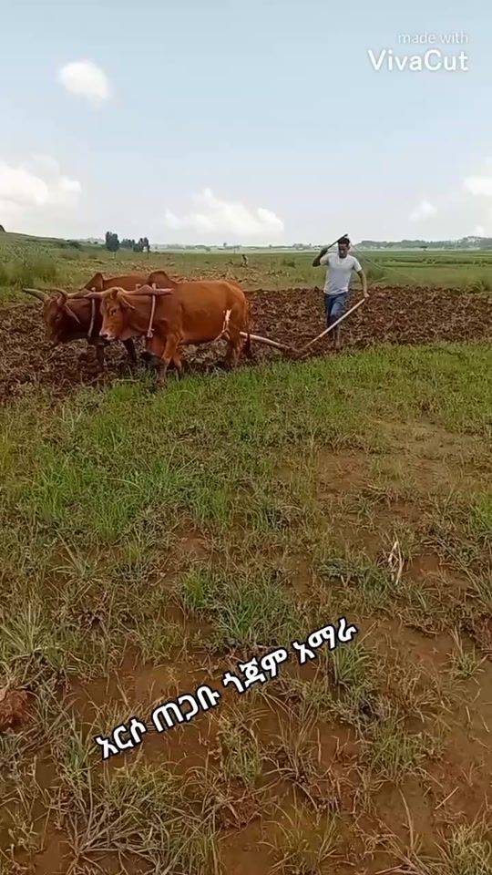 TikTok video thumbnail by yoniman155