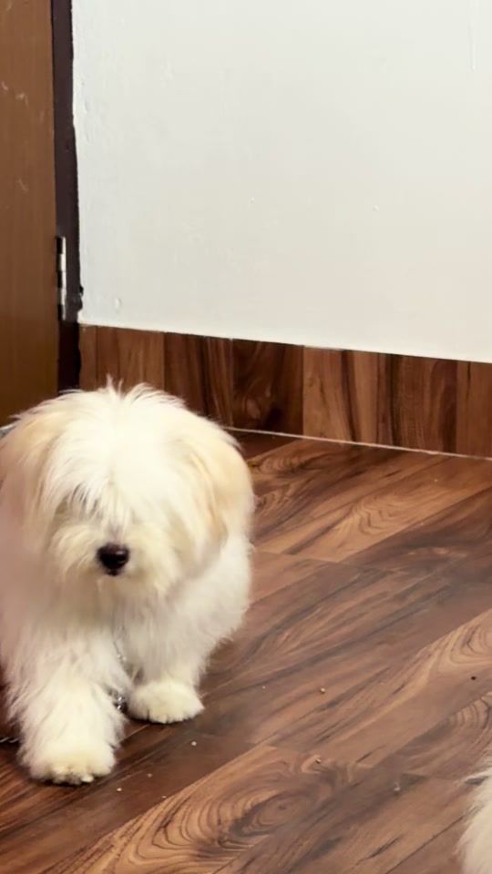 TikTok video thumbnail by tshexrinz