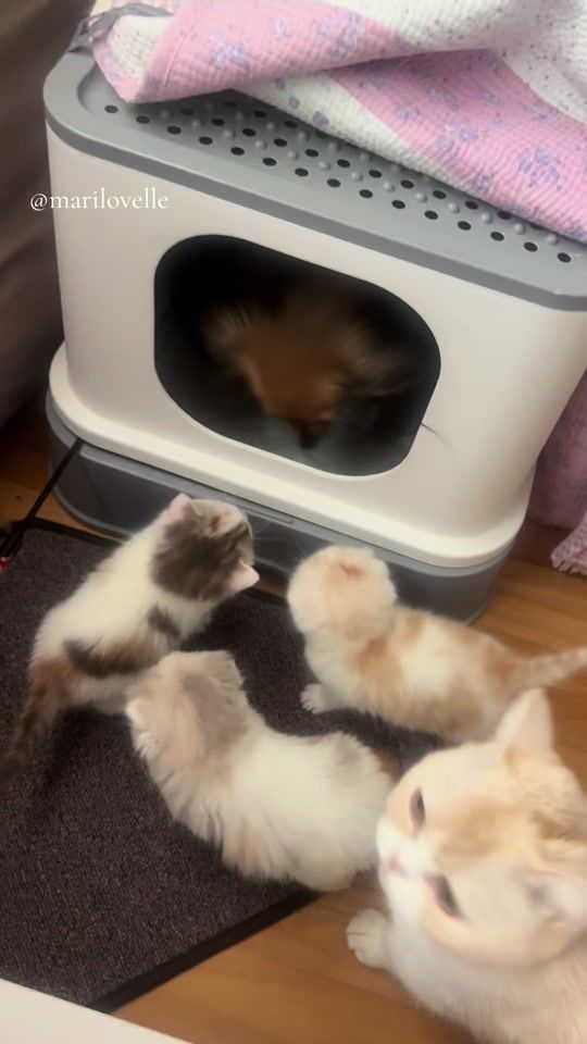 TikTok video thumbnail by mariaseoul