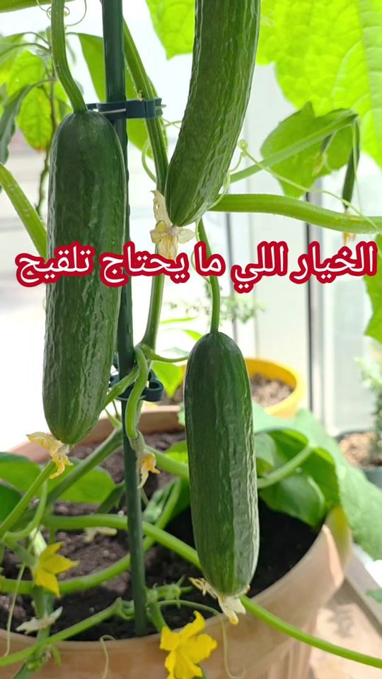 TikTok video thumbnail by growitgreen