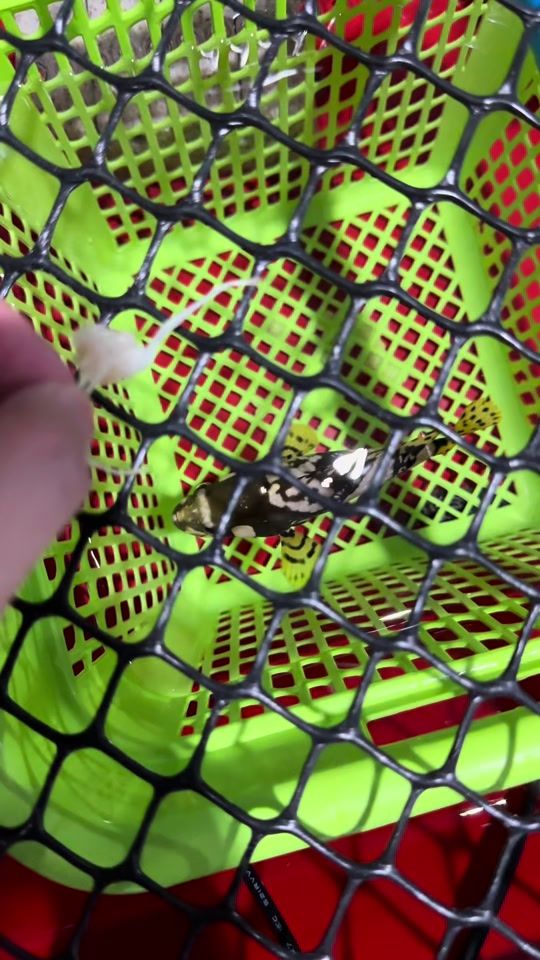 TikTok video thumbnail by greens.pets