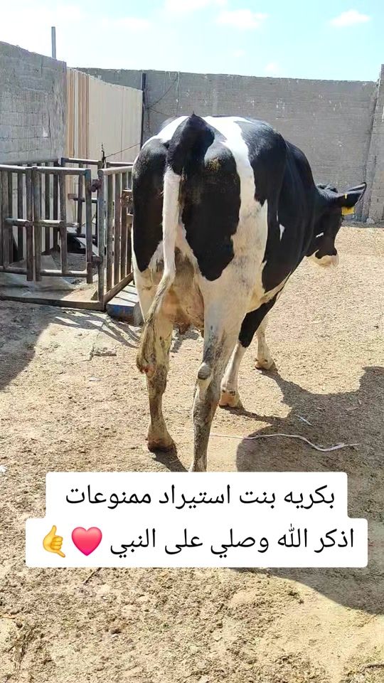 TikTok video thumbnail by mohamed.elsanhoty55