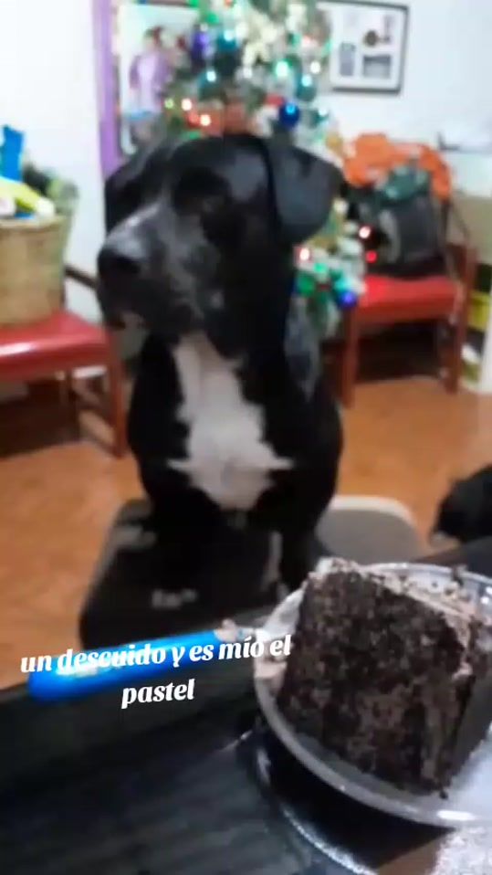 TikTok video thumbnail by davidl281216