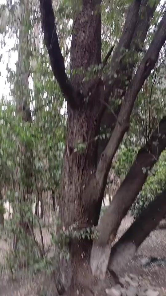 TikTok video thumbnail by 999_______99_____999___