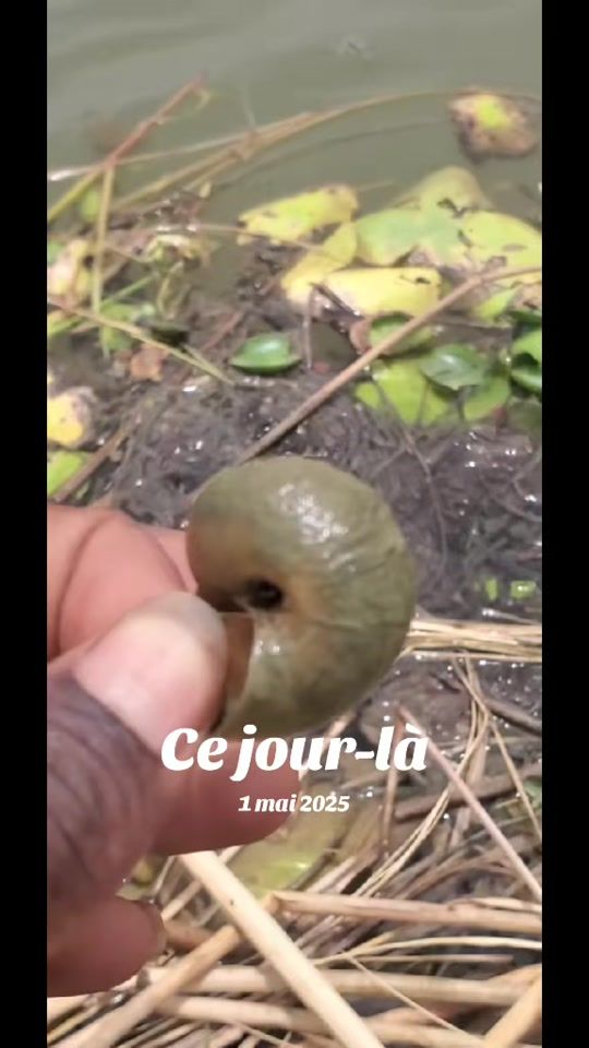 TikTok video thumbnail by afrique866