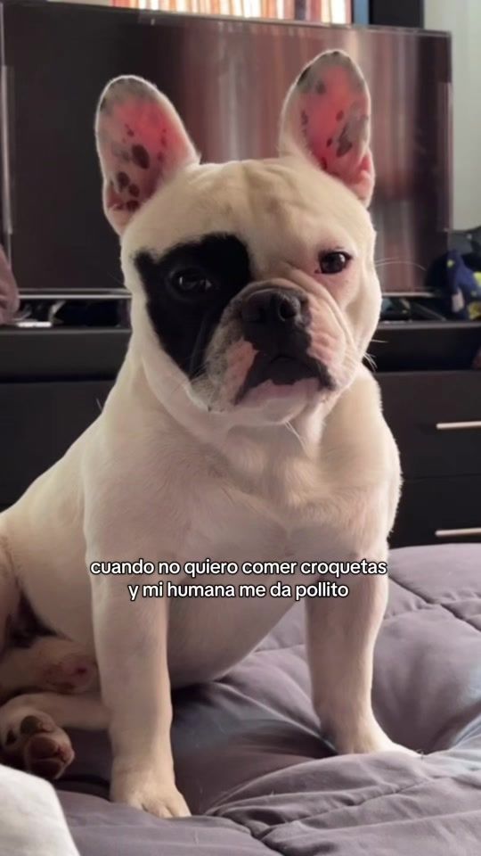TikTok video thumbnail by morgan.elfrenchie