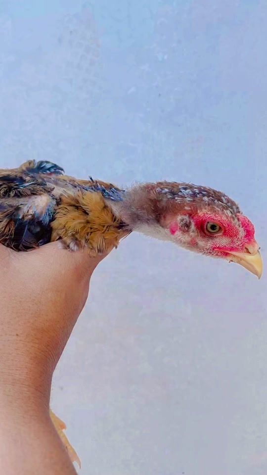 TikTok video thumbnail by abangjoefarm