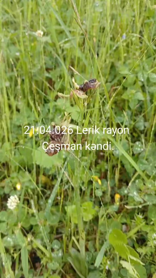 TikTok video thumbnail by hakim._043