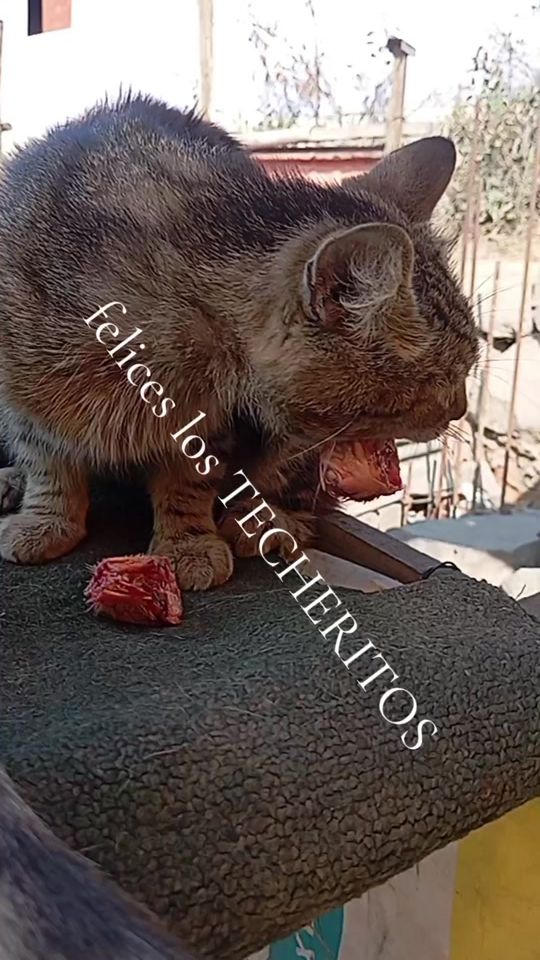 TikTok video thumbnail by thomasinismith