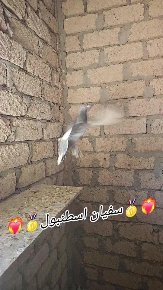 TikTok video thumbnail by userjhm26ka9k7